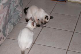 kittens